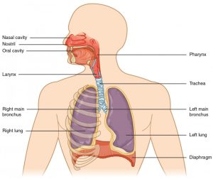 Basic Medical Terminology | A-Z Medical Terms  