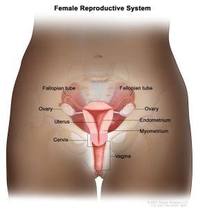 JUNIOR SECONDARY SCHOOL 1 - Human Reproduction