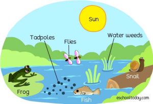 Ecosystem: Basic Science for J S 2