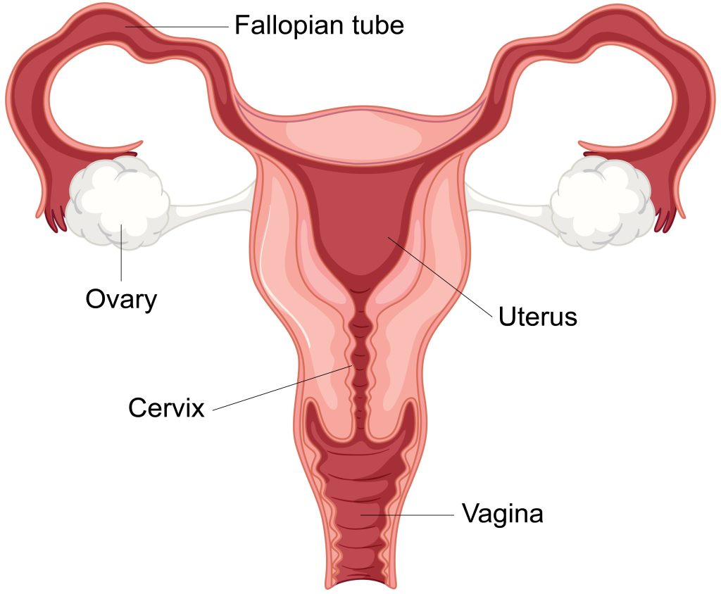 Reproductive System Human - Male and Female - J S 3 - Week 8