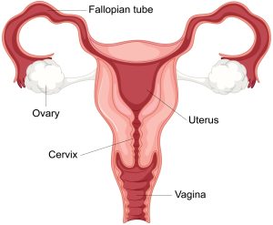 JS1 E-Note The Reproductive System| Female Internal and External System