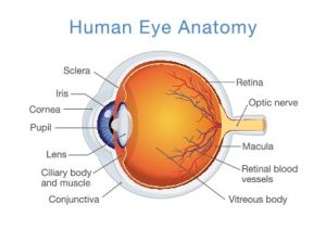 Sense Organs | J S 3 | Biology | Eye and Ear