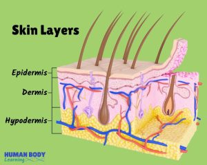 FUNCTIONS OF THE SKIN LAYERS OF THE SKIN PARTS OF THE SKIN GROSS ANATOMY OF THE SKIN