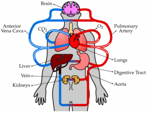 Active Transport In The Human Body -Circulatory System (Blood Vessels)